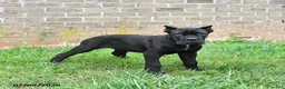 Cane Corso dogs for sale: Diamond - Ad 2