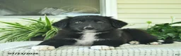 Mixed Breed dogs for sale: Rascal  - Ad 4