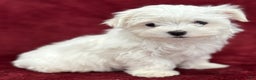 Maltese dogs for sale: Joy - Ad 4