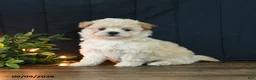 Mixed Breed dogs for sale: Maggie - Ad 3