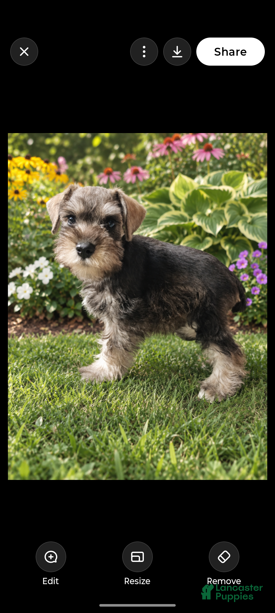 Miniature Schnauzer