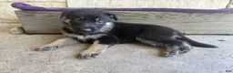 German Shepherd dogs for sale: May - Ad 6