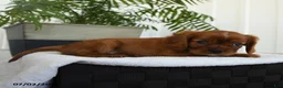 Cavalier King Charles Spaniel dogs for sale: Harvey - Ad 3