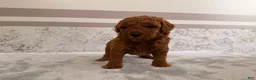 Mini Goldendoodle dogs for sale: Candy - Ad 5