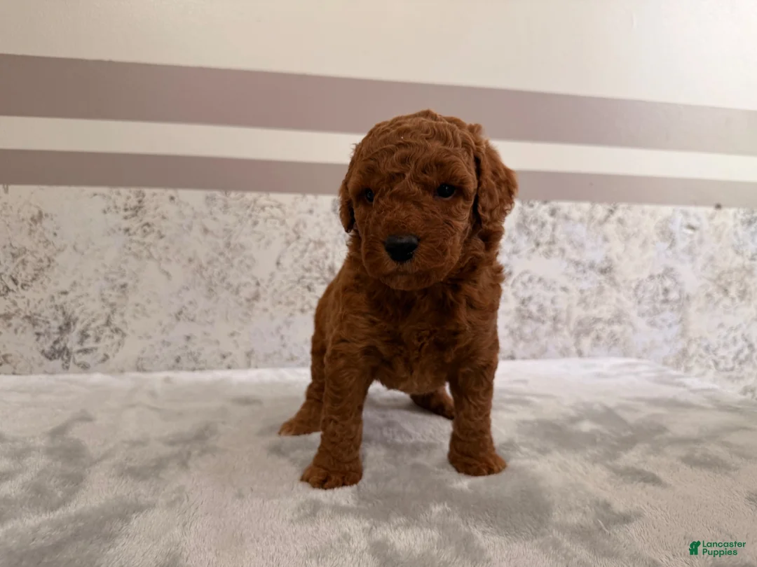 Mini Goldendoodle dogs for sale: Candy - Ad 5