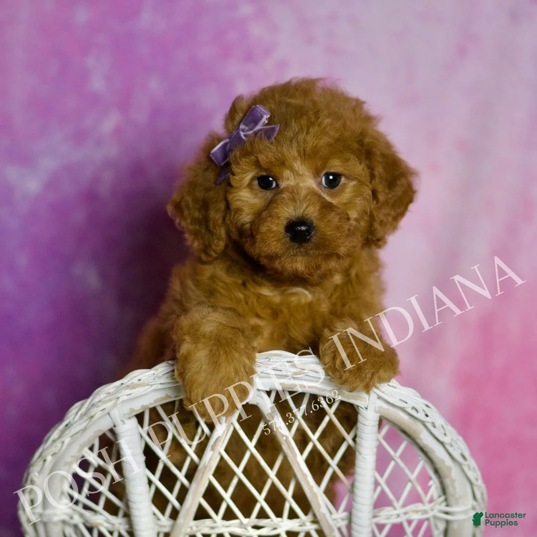 Mini Goldendoodle dogs for sale: Layla - Ad 1