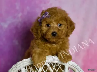 Mini Goldendoodle dogs Layla - Ad 33