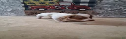 Miniature Dachshund dogs for sale: Peaches - Ad 4