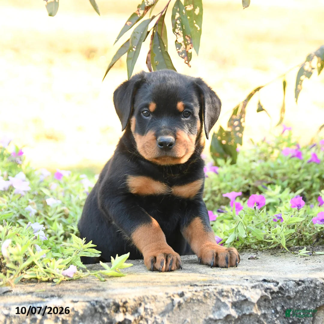 Doberman Pinscher dogs for sale: Blake - Ad 1