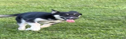 Gerberian Shepsky dogs for sale: Kash - Ad 3