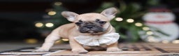 French Bulldog dogs for sale: Ivy - Ad 9