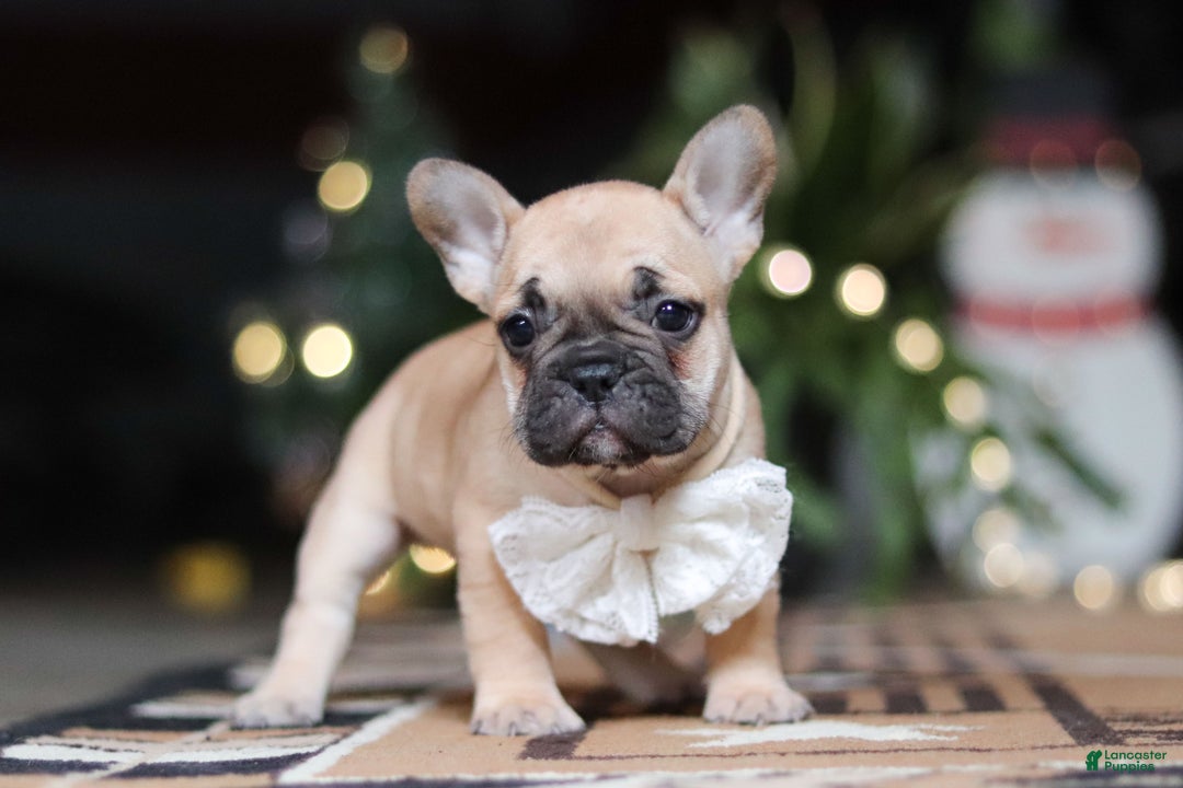 French Bulldog dogs for sale: Ivy - Ad 9