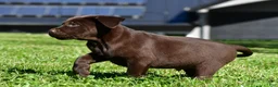 Labrador Retriever dogs for sale: Charles - Ad 8