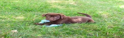 Labrador Retriever dogs for sale: Samuel  - Ad 6