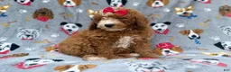 Mini Goldendoodle dogs for sale: Lucy - Ad 3