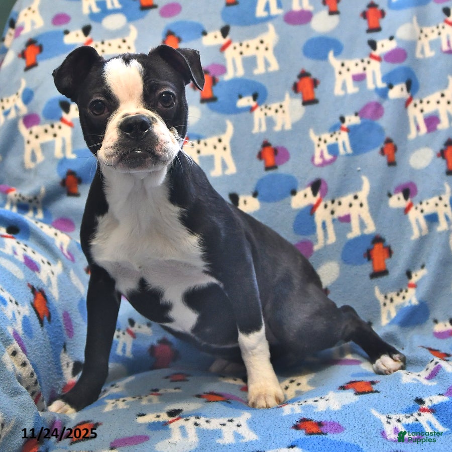 Boston Terrier dogs Hazel - Ad 15