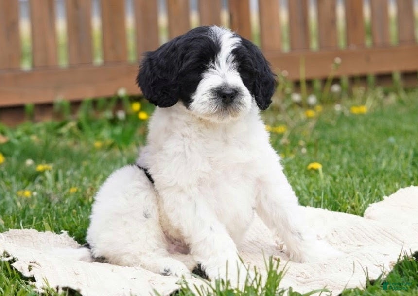 Portuguese Water Dog dogs Kyler - Ad 2