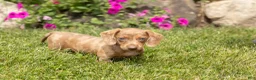Dachshund dogs for sale: Hannah  - Ad 4