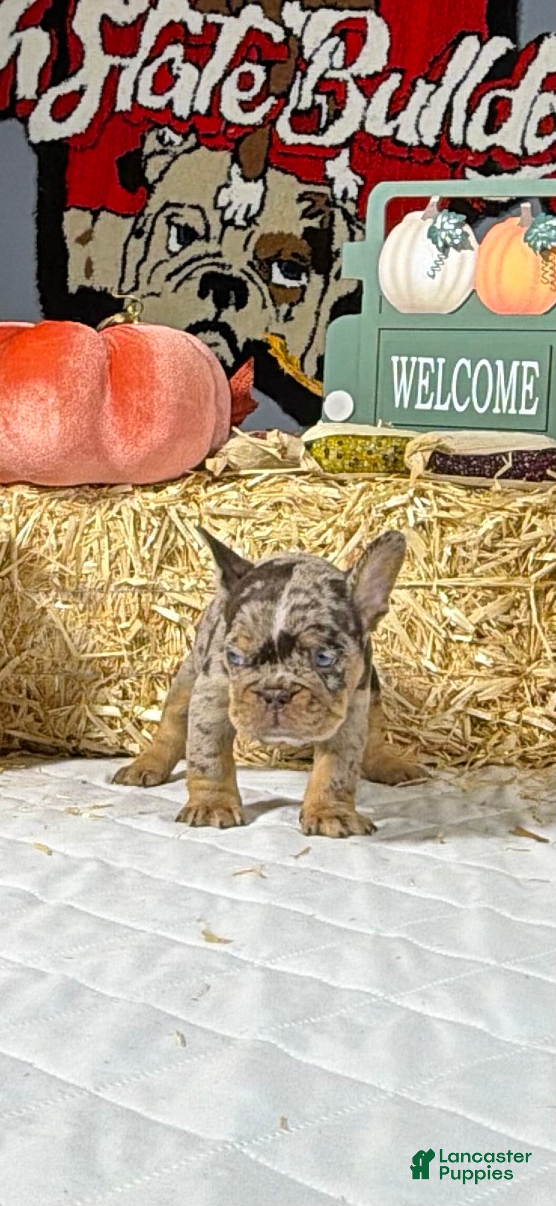 French Bulldog dogs for sale: Rocky - Ad 7