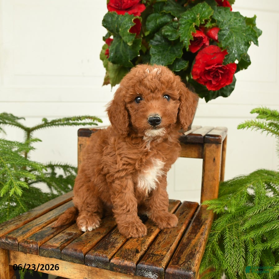 Mini Goldendoodle dogs Finn - Ad 1