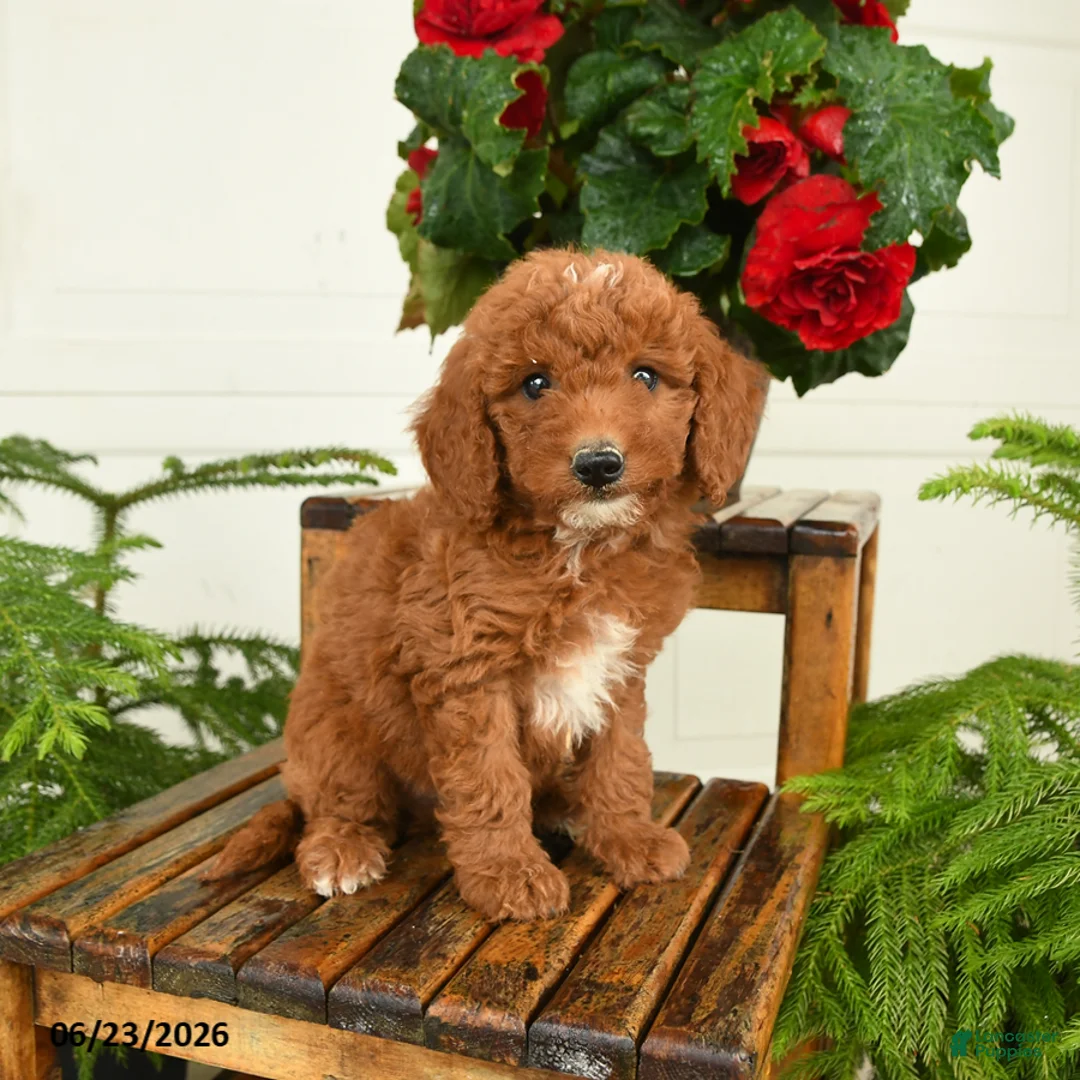 Mini Goldendoodle dogs for sale: Finn - Ad 1