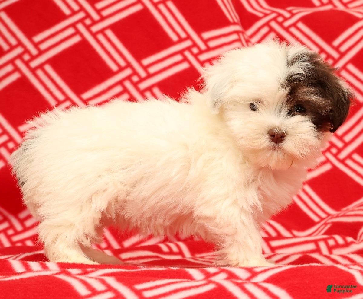Havanese dogs Beth - Ad 2
