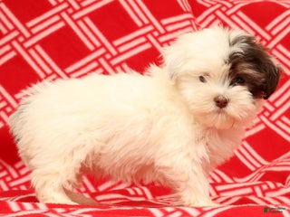 Havanese dogs Beth - Ad 2