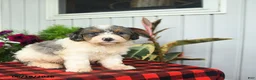 Mini Bernedoodle dogs for sale: Riot - Ad 1