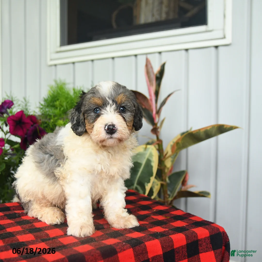 Mini Bernedoodle dogs for sale: Riot - Ad 1