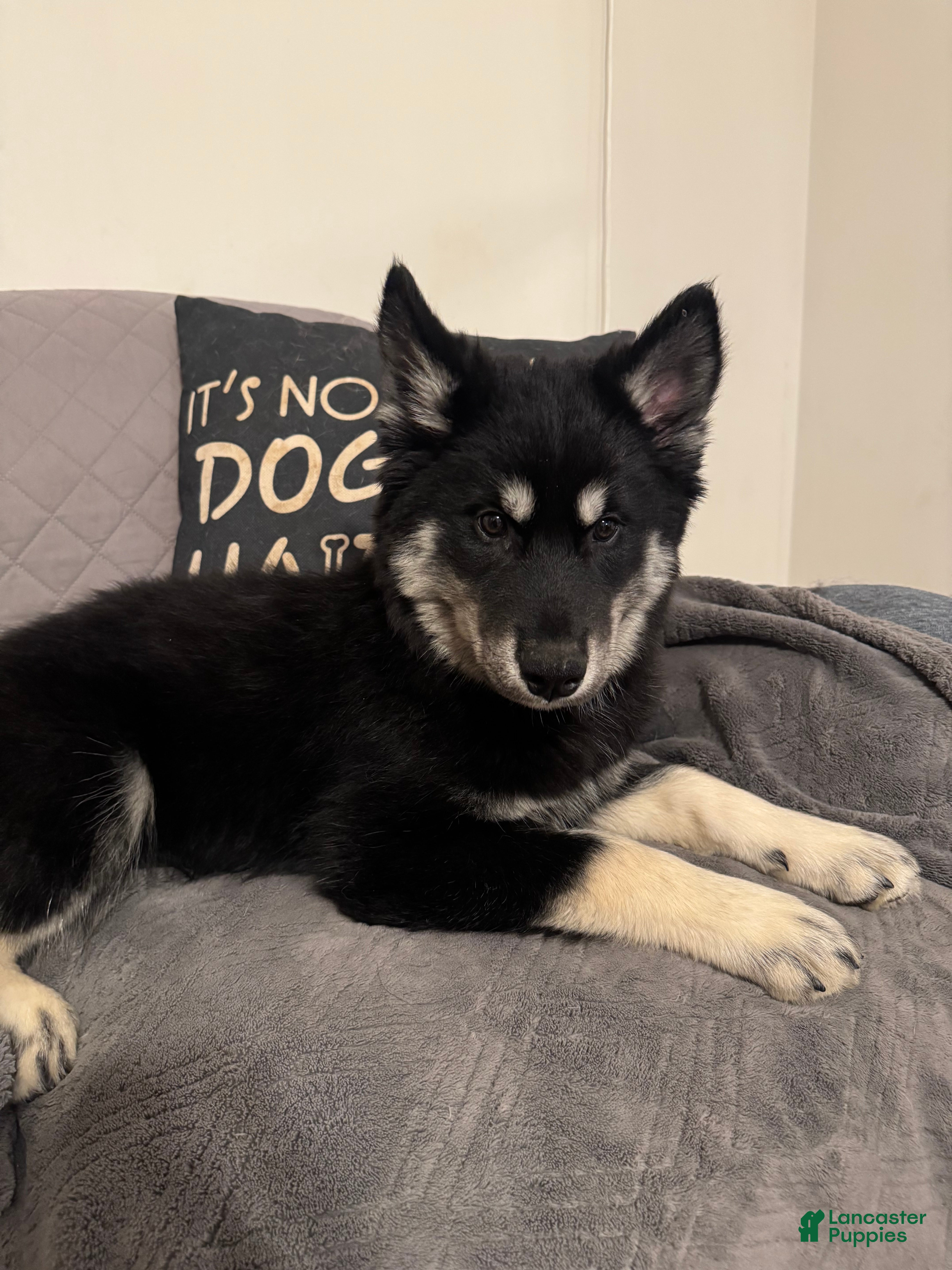 Siberian Husky dogs Winter - Ad 1