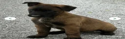 Belgian Malinois dogs for sale: Belgian Malinois 1 - Ad 2