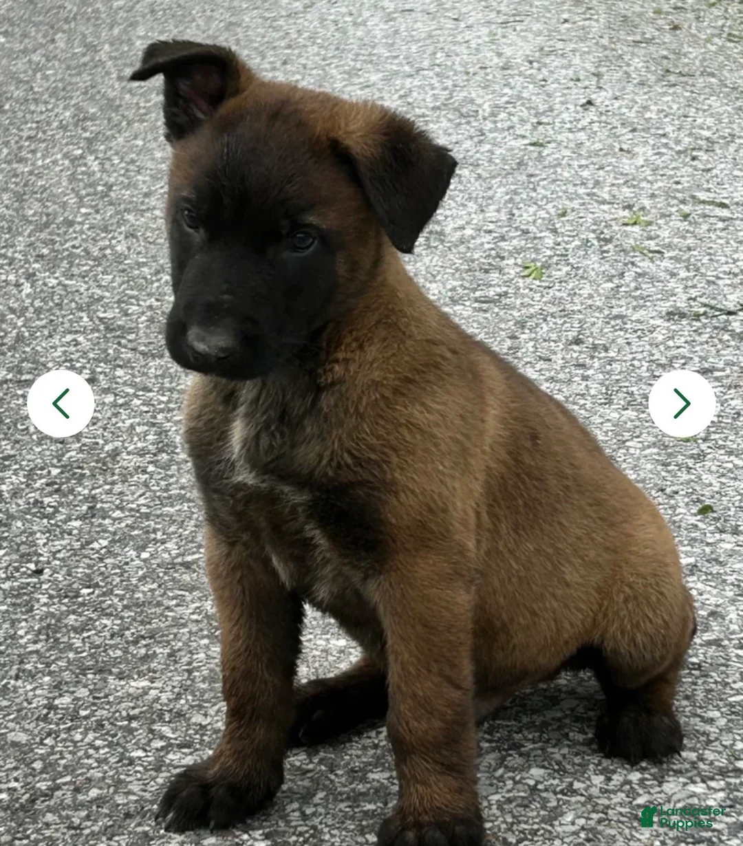 Belgian Malinois dogs for sale: Belgian Malinois 1 - Ad 2