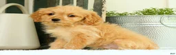 Cavapoo dogs for sale: Wyatt - Ad 7