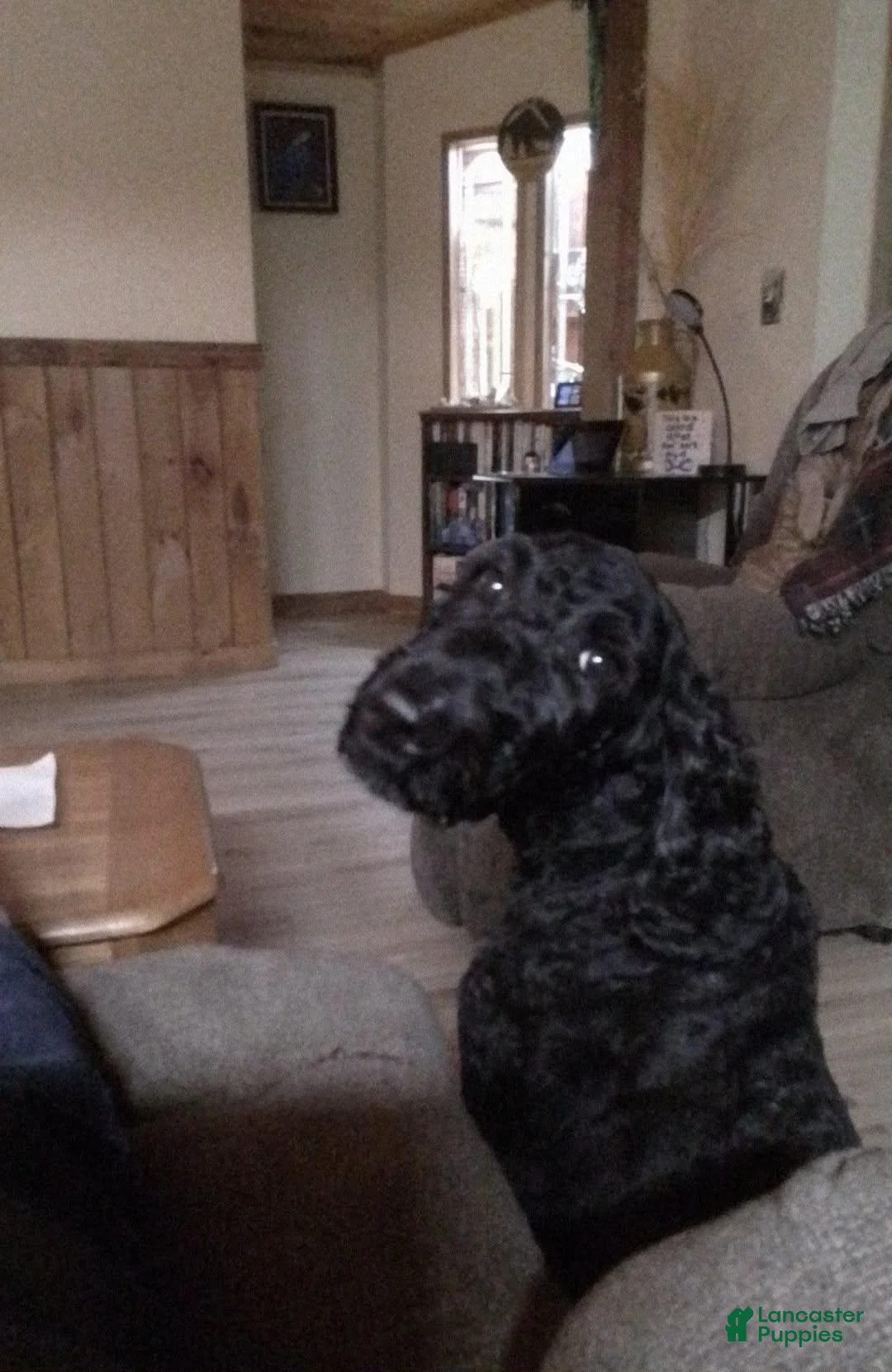 Standard Poodle dogs for sale: Blue - Ad 2