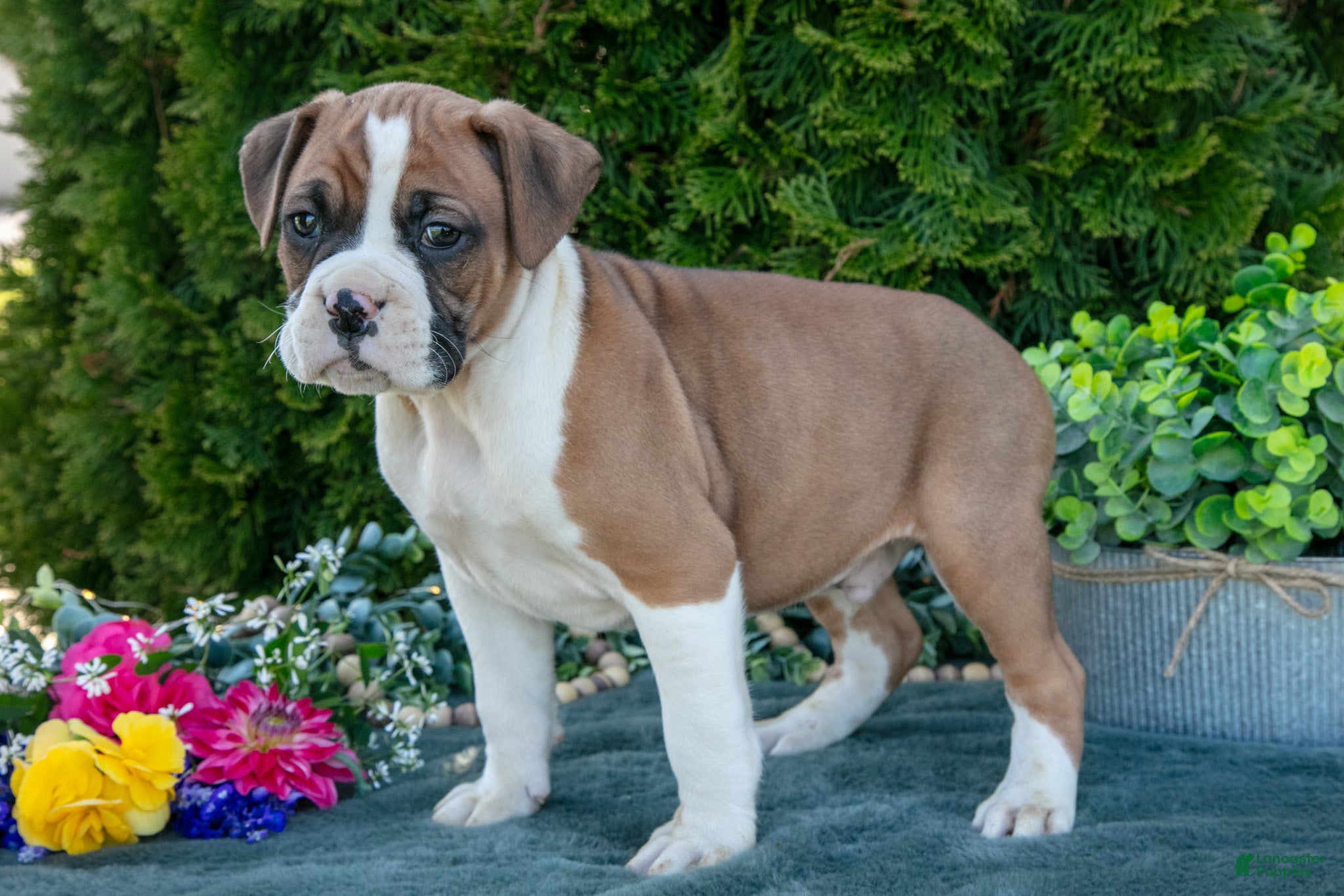 Boxer dogs Randy - Ad 2