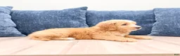 Mini Goldendoodle dogs for sale: Lane - Ad 4