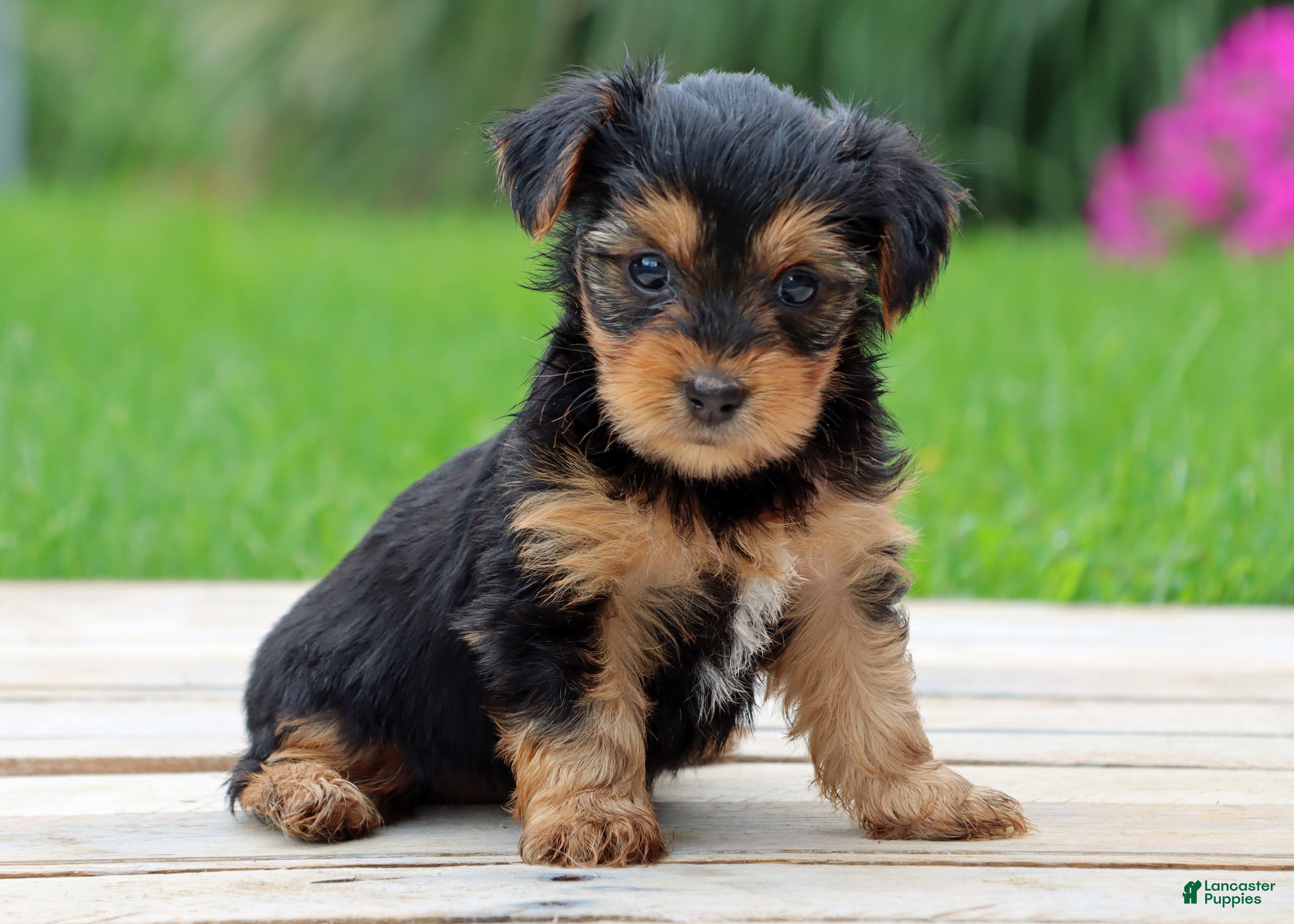 Yorkshire Terrier dogs Lulu - Ad 2