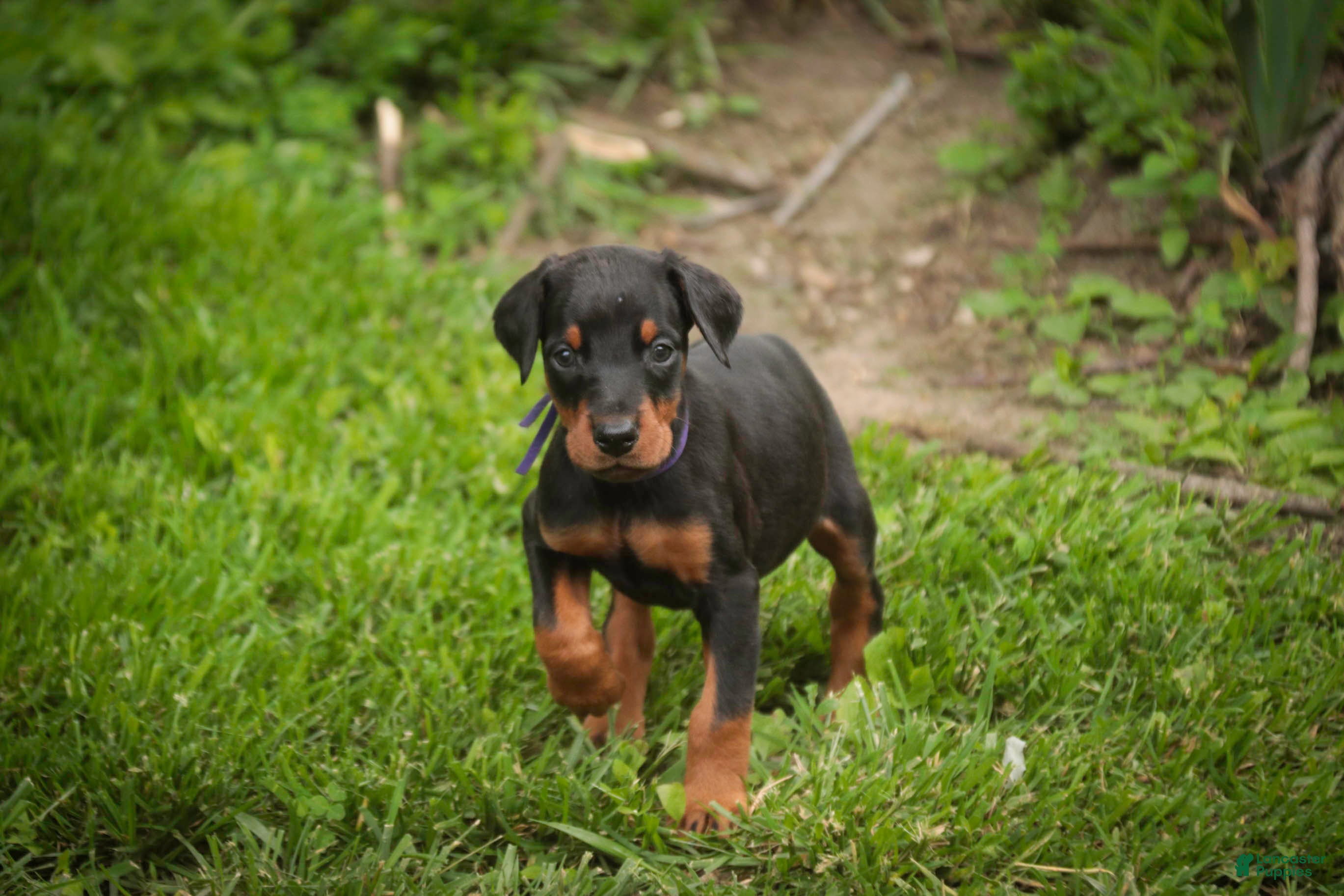 Doberman Pinscher dogs for sale: Elowen - Ad 3