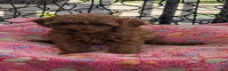 Toy Poodle dogs for sale: Violet  - Ad 3