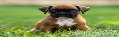 Narissa Boxer 