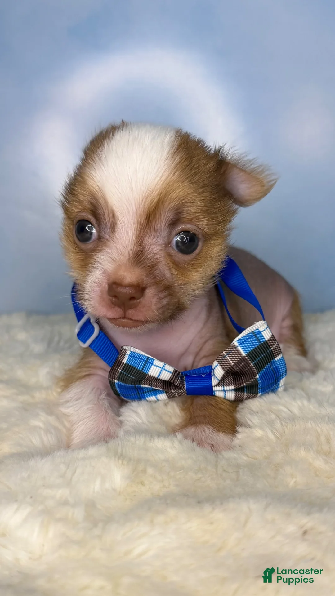 Mixed Breed dogs for sale: Little Henry  - Ad 1