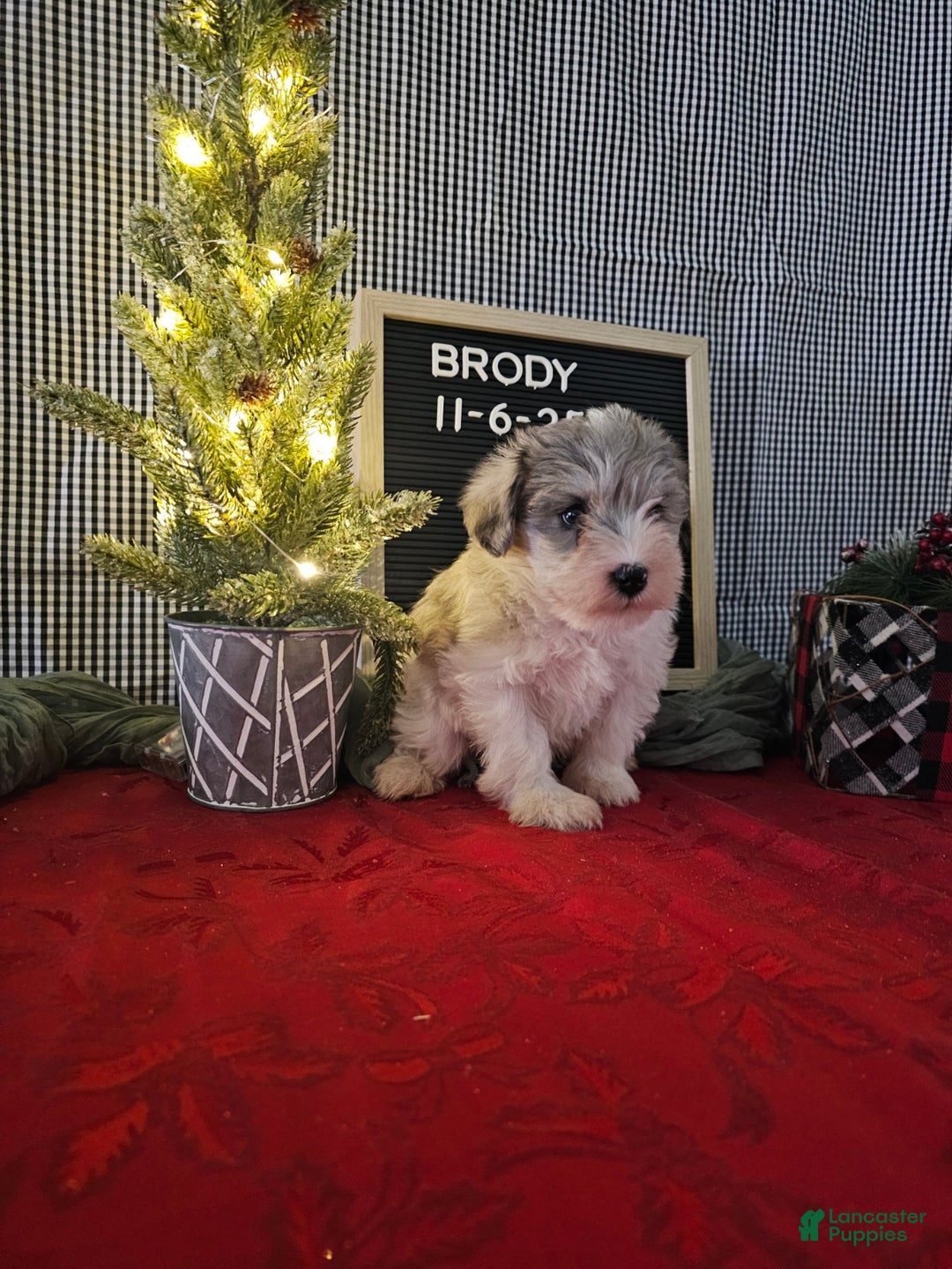 Miniature Schnauzer dogs for sale: Brody  - Ad 1