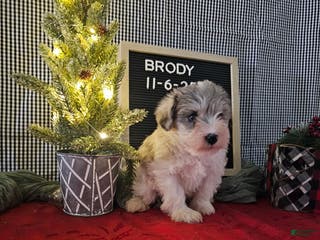 Miniature Schnauzer dogs Brody - Ad 37