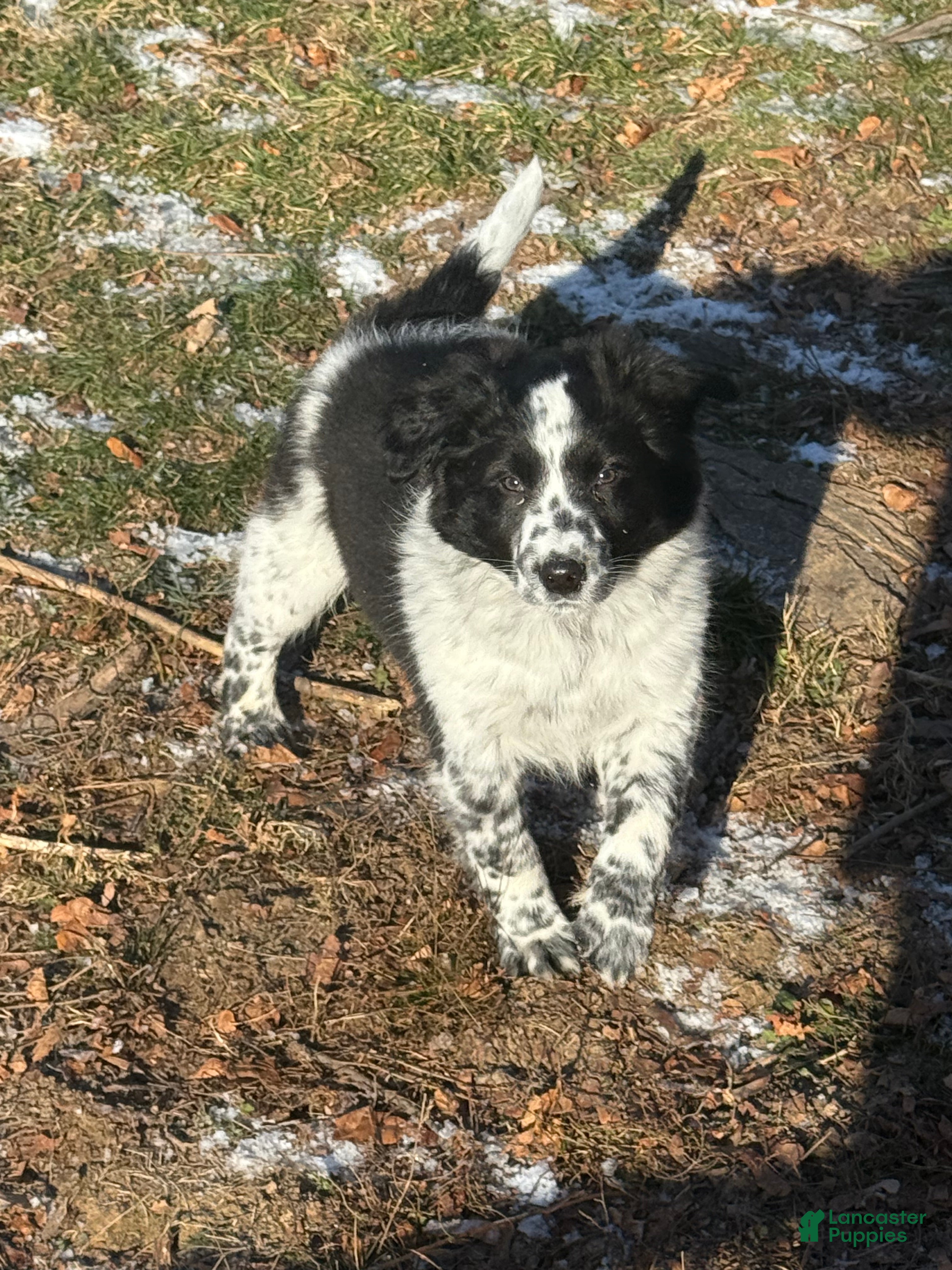 Mixed Breed dogs Mixed Breed Puppy 1 - Ad 20