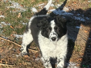 Mixed Breed dogs Mixed Breed Puppy 1 - Ad 32