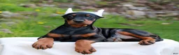 Doberman Pinscher dogs for sale: Abby  - Ad 3