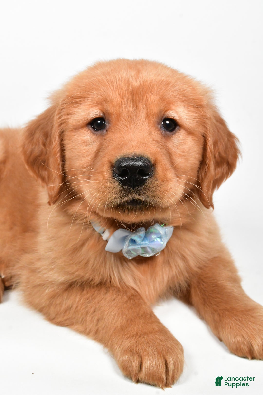 Golden Retriever dogs for sale: Max - Ad 6