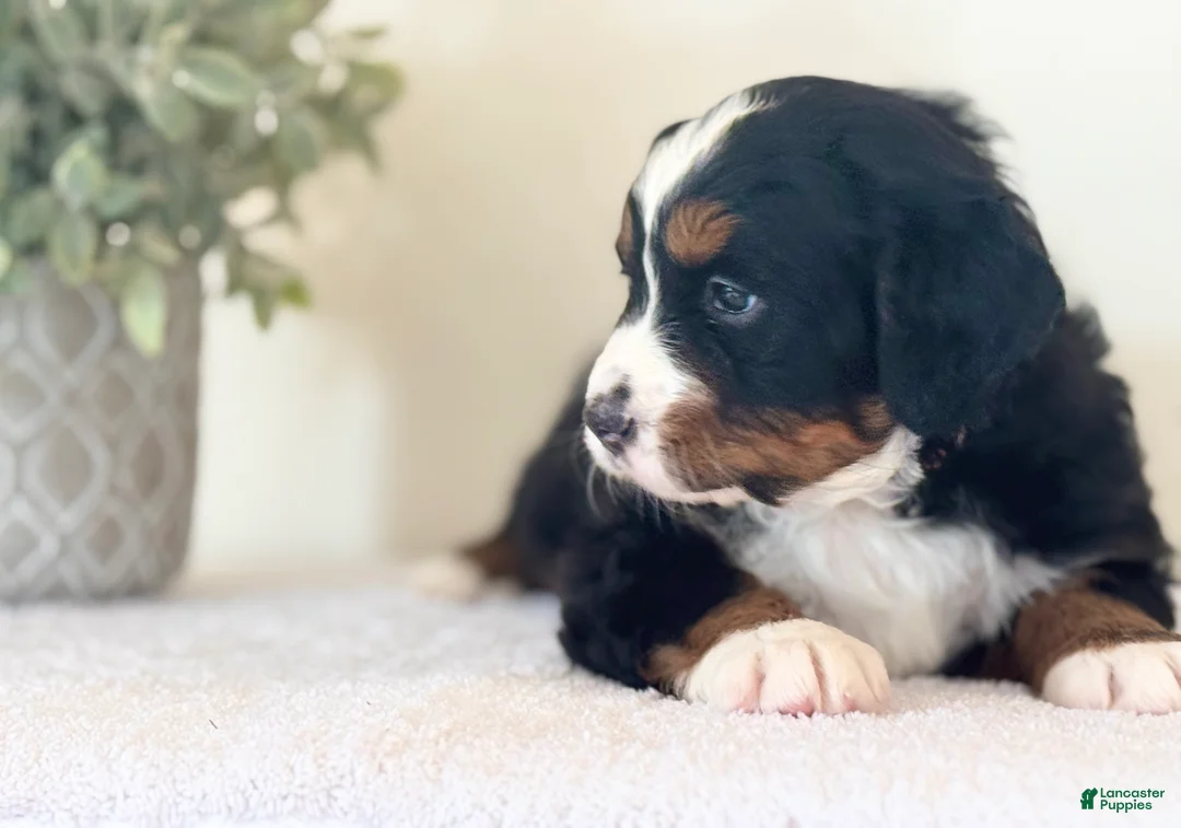 Bernese Mountain Dog dogs for sale: Bernese Mountain Dog Puppy 2 - Ad 5