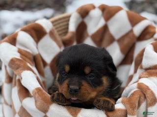 Rottweiler dogs Dahila (long tail) - Ad 38