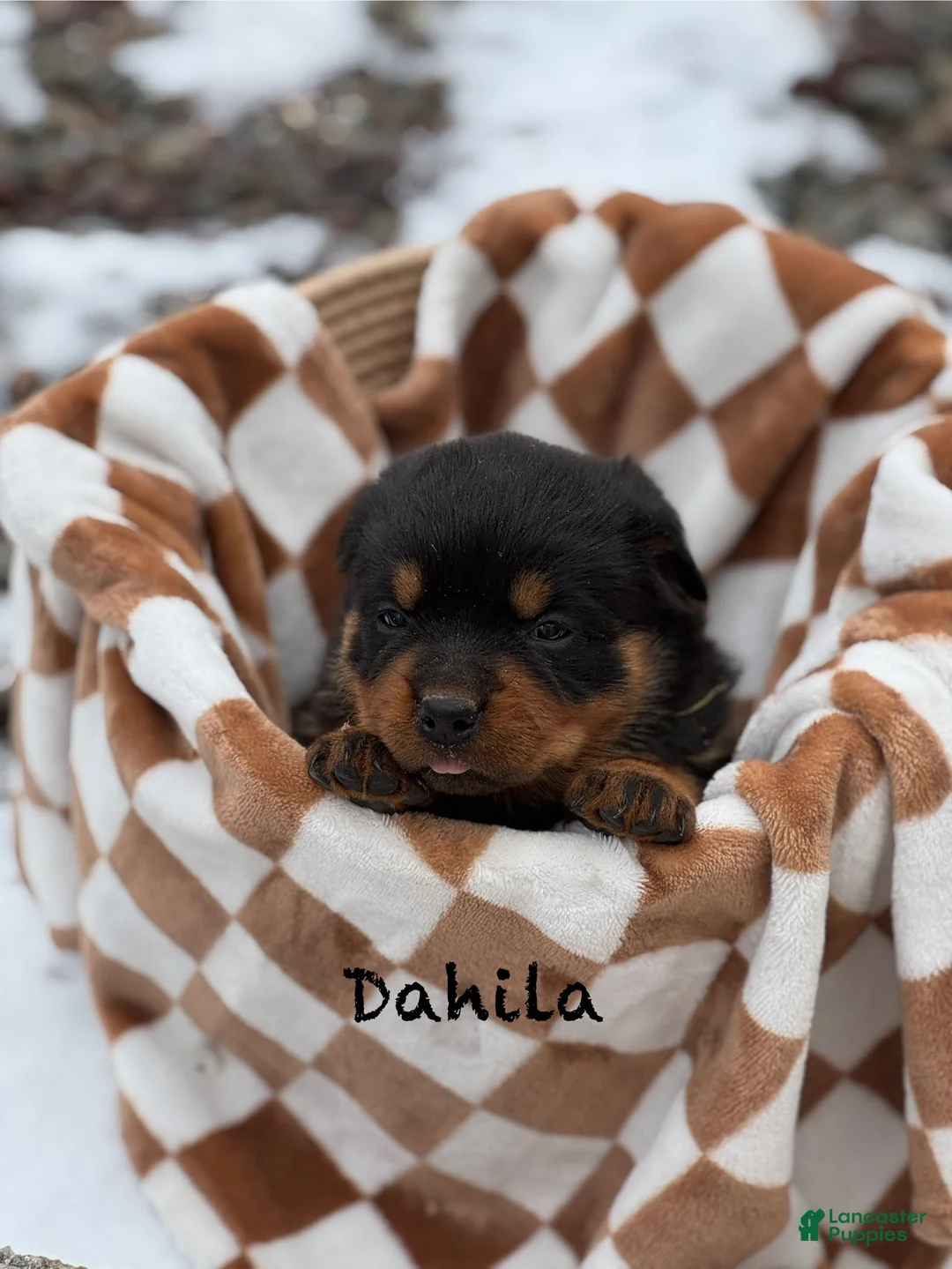Rottweiler dogs for sale: Darcy (long tail)  - Ad 8